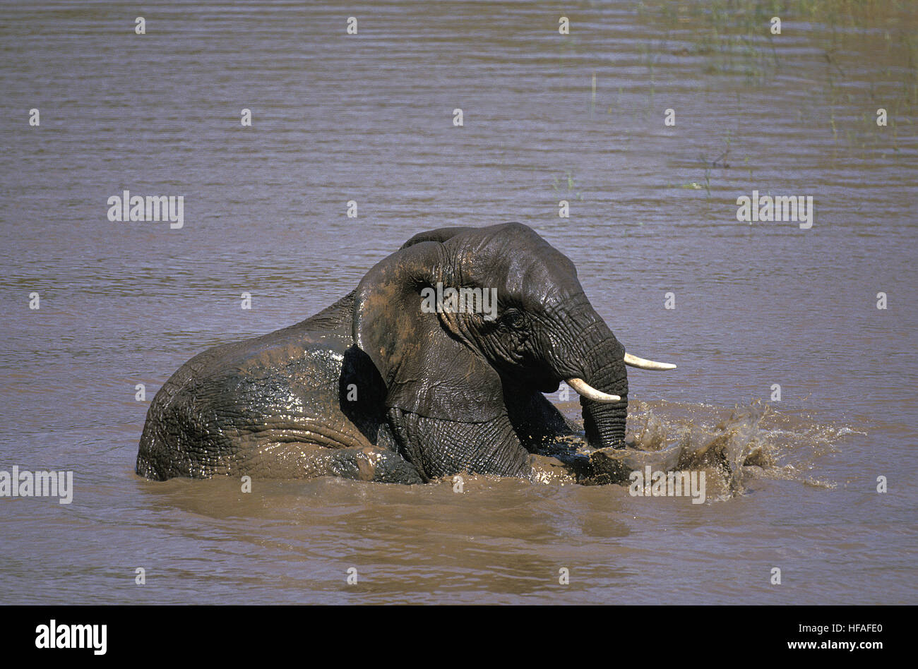 L'éléphant d'Afrique, Loxodonta africana, les jeunes ayant baignoire, parc de Masai Mara au Kenya Banque D'Images