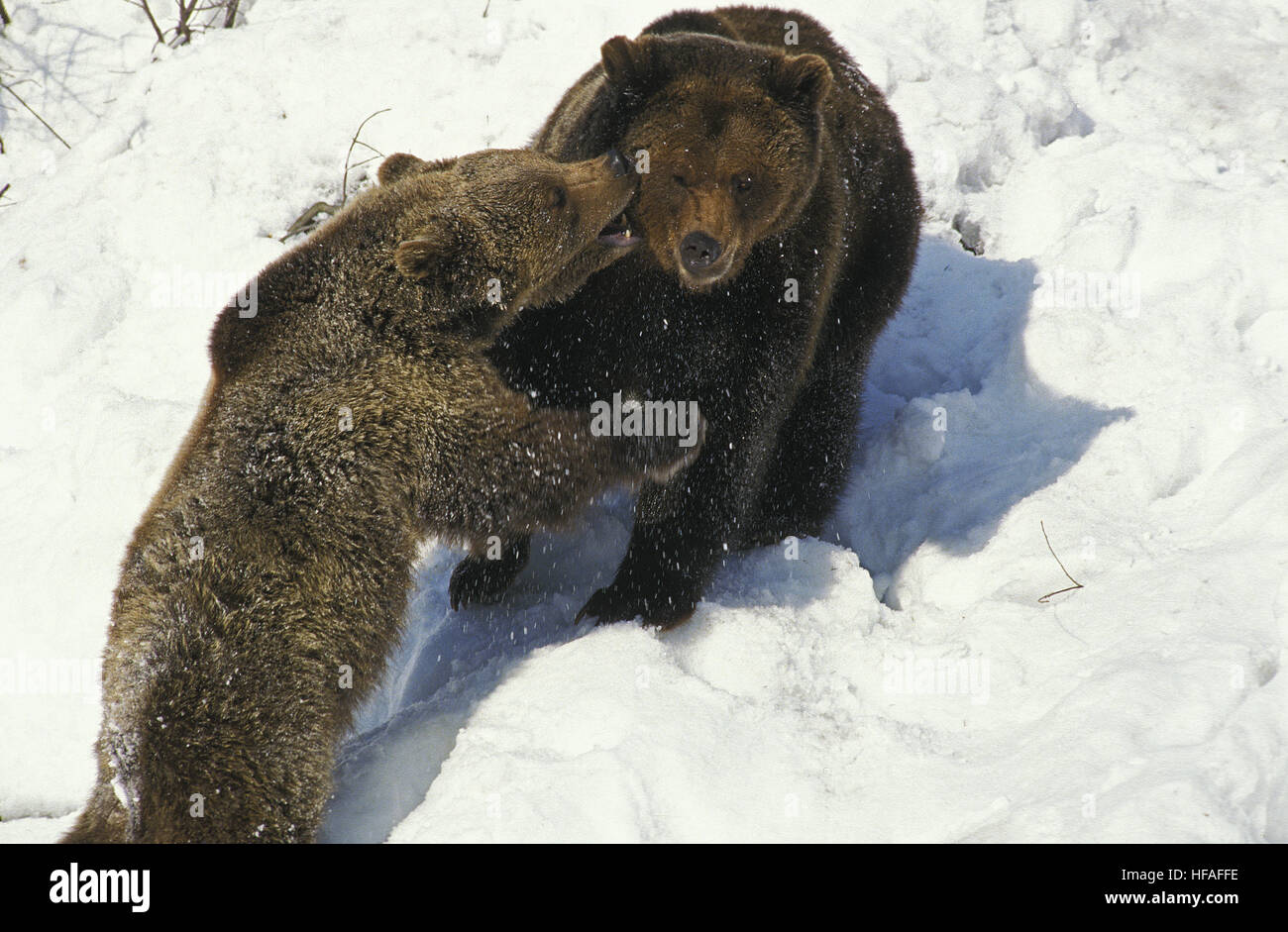 Ours brun, Ursus arctos, Mère et jeune jouant sur la neige Banque D'Images