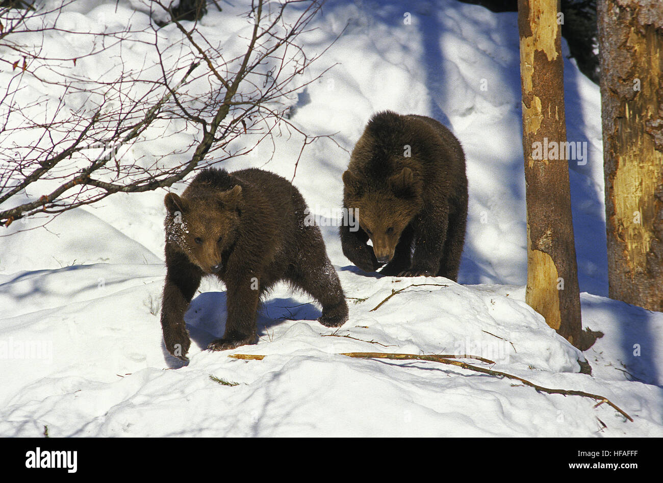 Ours brun, Ursus arctos, la mère et les jeunes se déplacer dans la neige Banque D'Images
