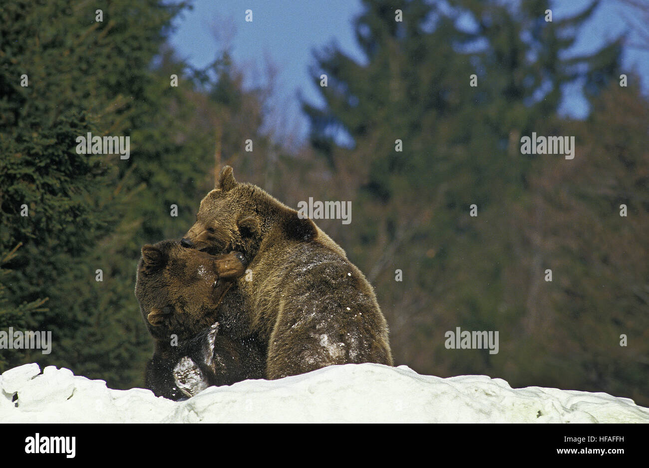 Ours brun, Ursus arctos, jouent dans la neige Banque D'Images