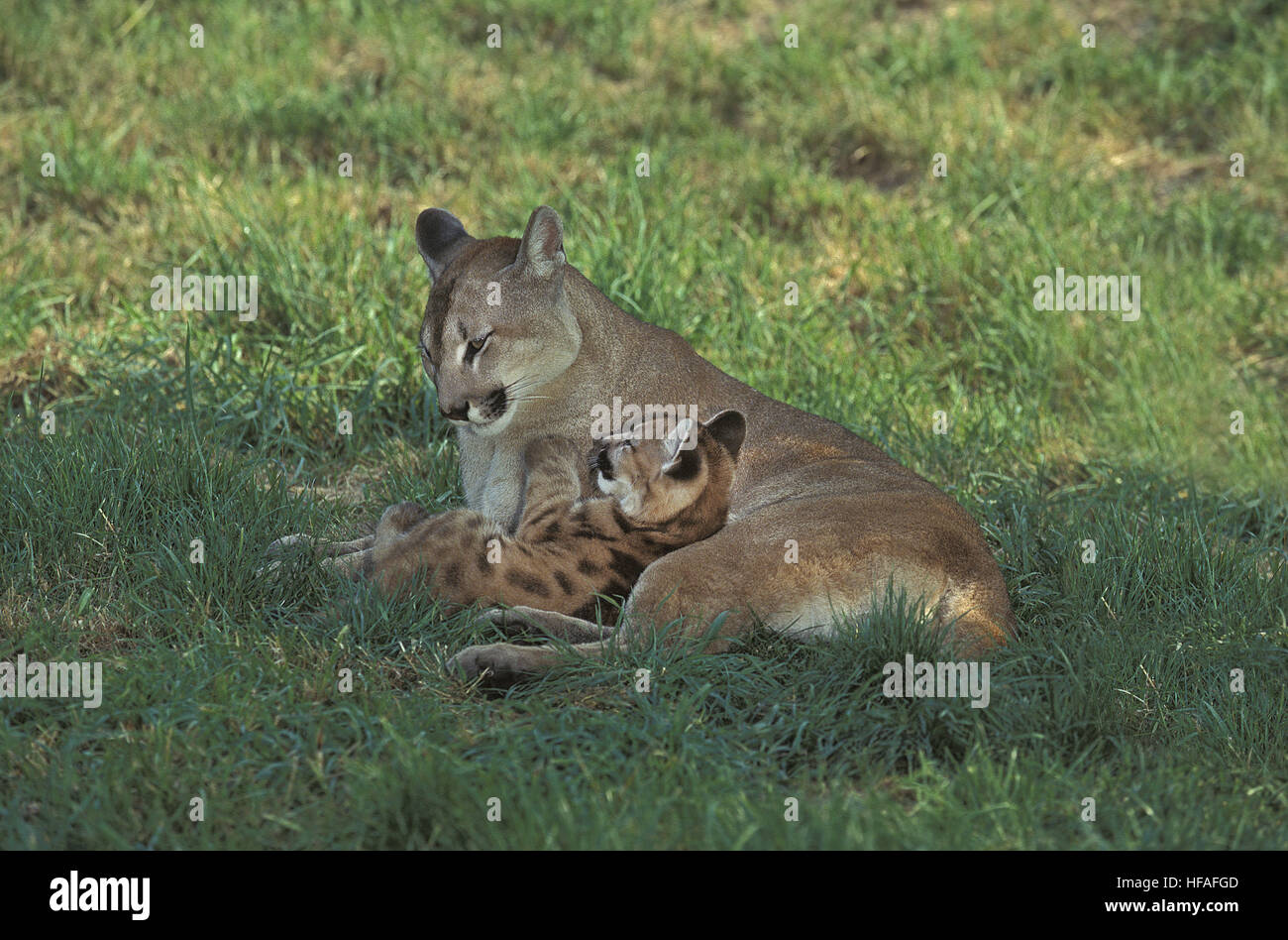 Cougar, Puma concolor, mère et son petit Banque D'Images