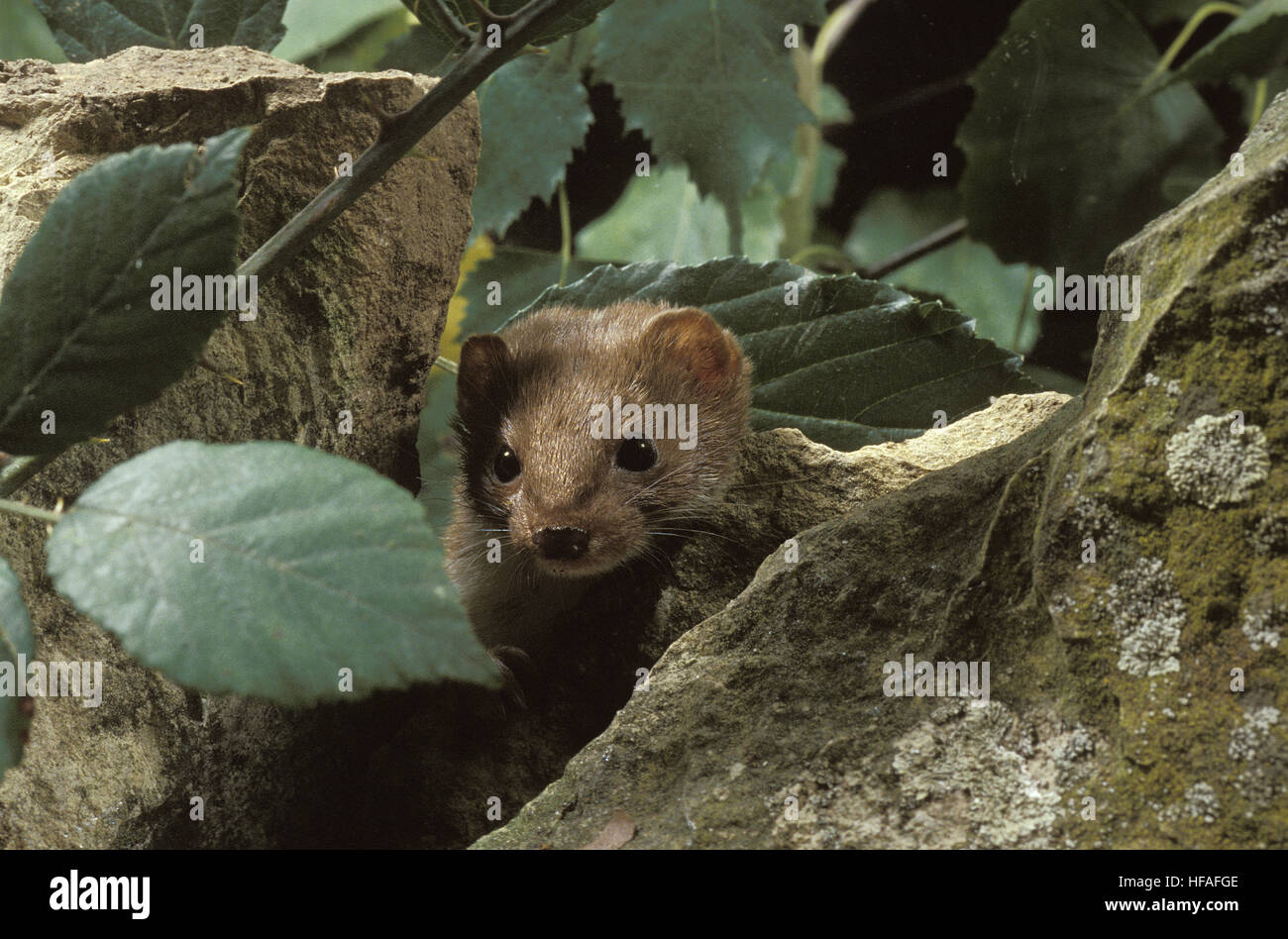 Mustela nivalis Banque de photographies et d’images à haute résolution ...