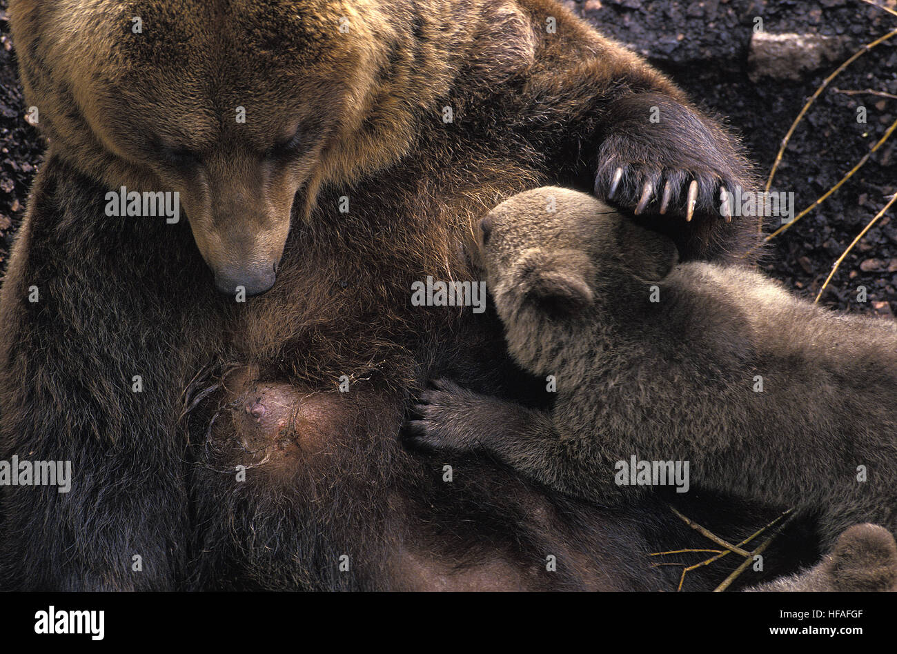 Ours brun, Ursus arctos, mère et son petit suckling Banque D'Images