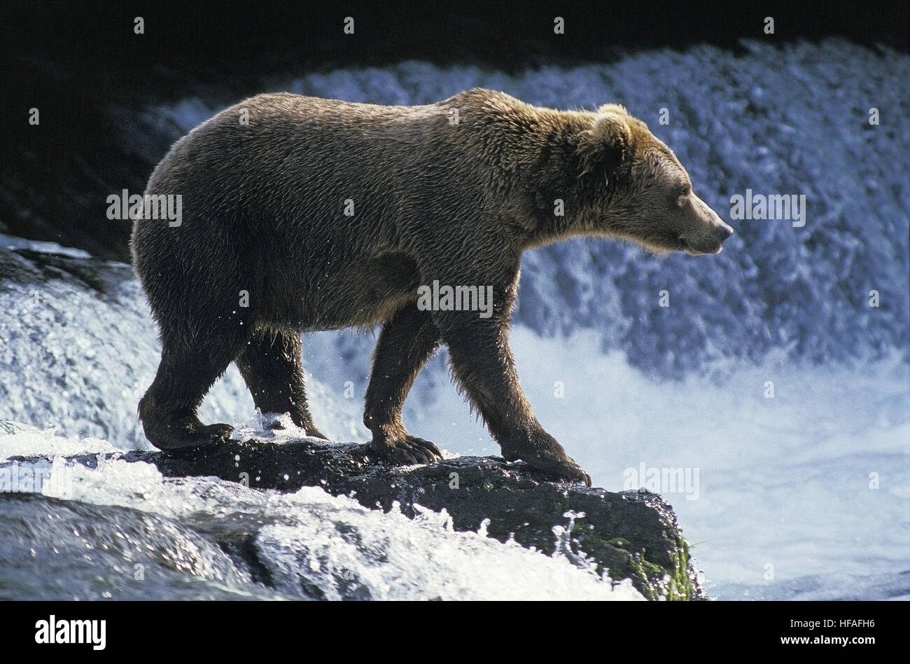 Ours brun, Ursus arctos horribilis, adulte en attente de saumon, Brook à l'automne, de l'Alaska Banque D'Images