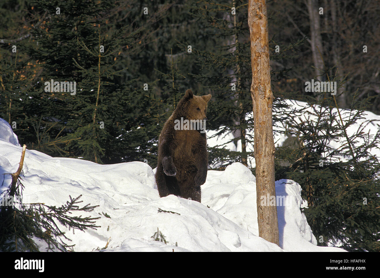 Ours brun, Ursus arctos, adulte debout sur ses pattes de derrière, debout dans la neige Banque D'Images