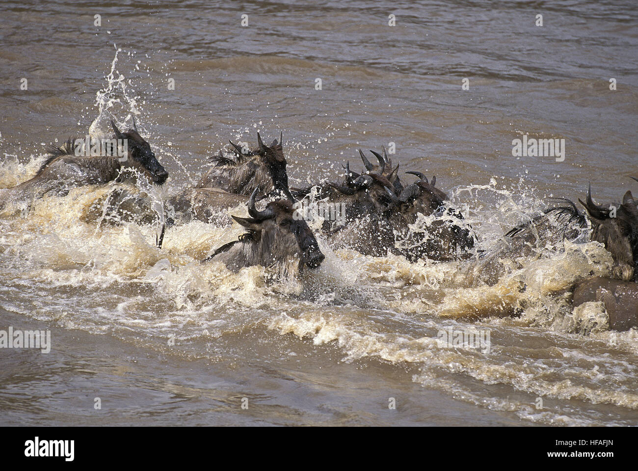 Le Gnou bleu, Connochaetes taurinus, troupeau traversant la rivière Mara, au cours de la migration du parc de Masai Mara au Kenya Banque D'Images