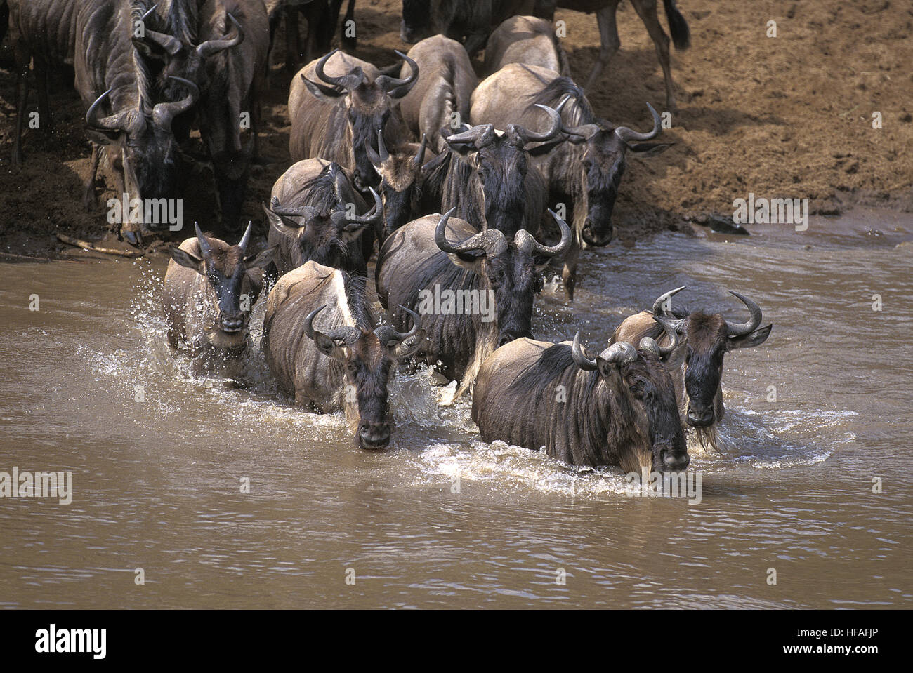 Le Gnou bleu, Connochaetes taurinus, troupeau traversant la rivière Mara, au cours de la migration du parc de Masai Mara au Kenya Banque D'Images