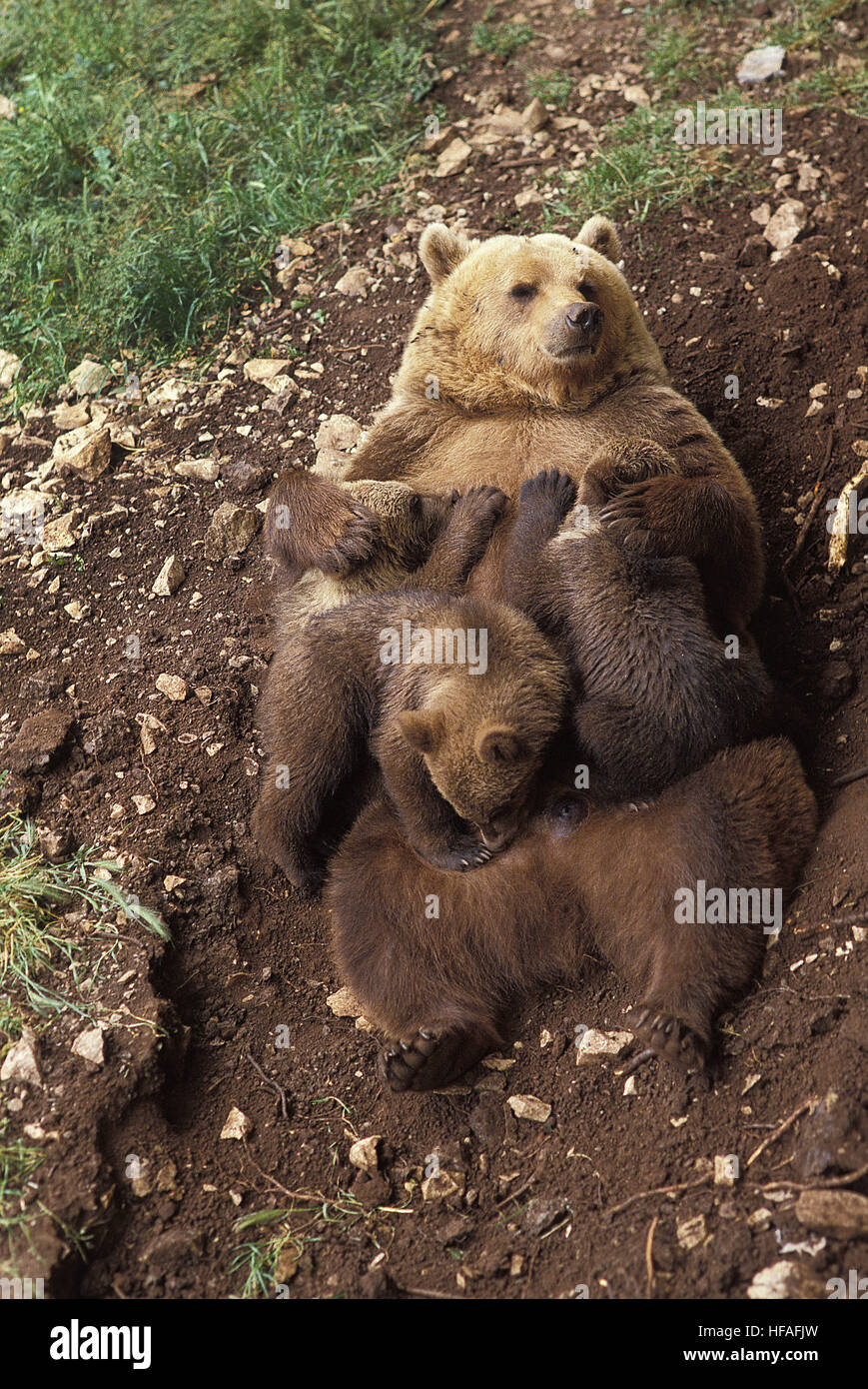 Ours brun, Ursus arctos, mère et son petit Suckling Banque D'Images