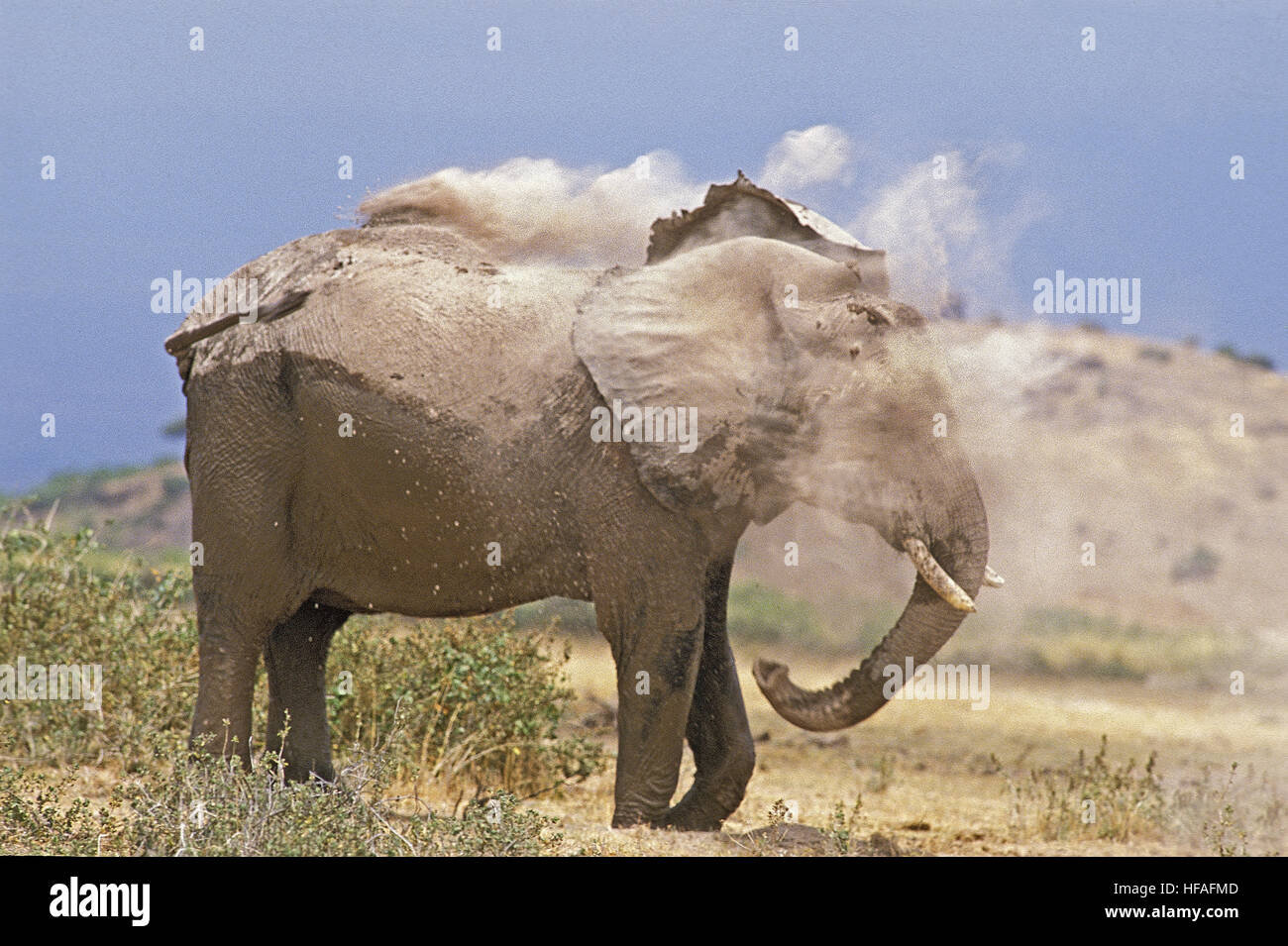 L'éléphant d'Afrique, Loxodonta africana, des profils ayant baignoire Poussière, parc de Masai Mara au Kenya Banque D'Images