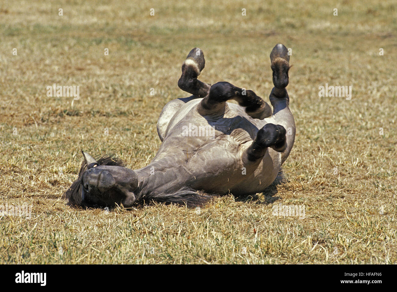 Tarpan, Cheval Equus caballus gmelini adultes, roulant sur l'herbe en arrière Banque D'Images