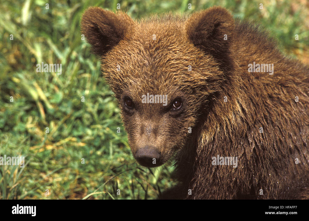 Ours brun, Ursus arctos, Portrait de Cub Banque D'Images