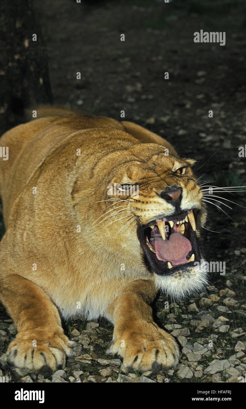 L'African Lion, Panthera leo, femme grondant Banque D'Images