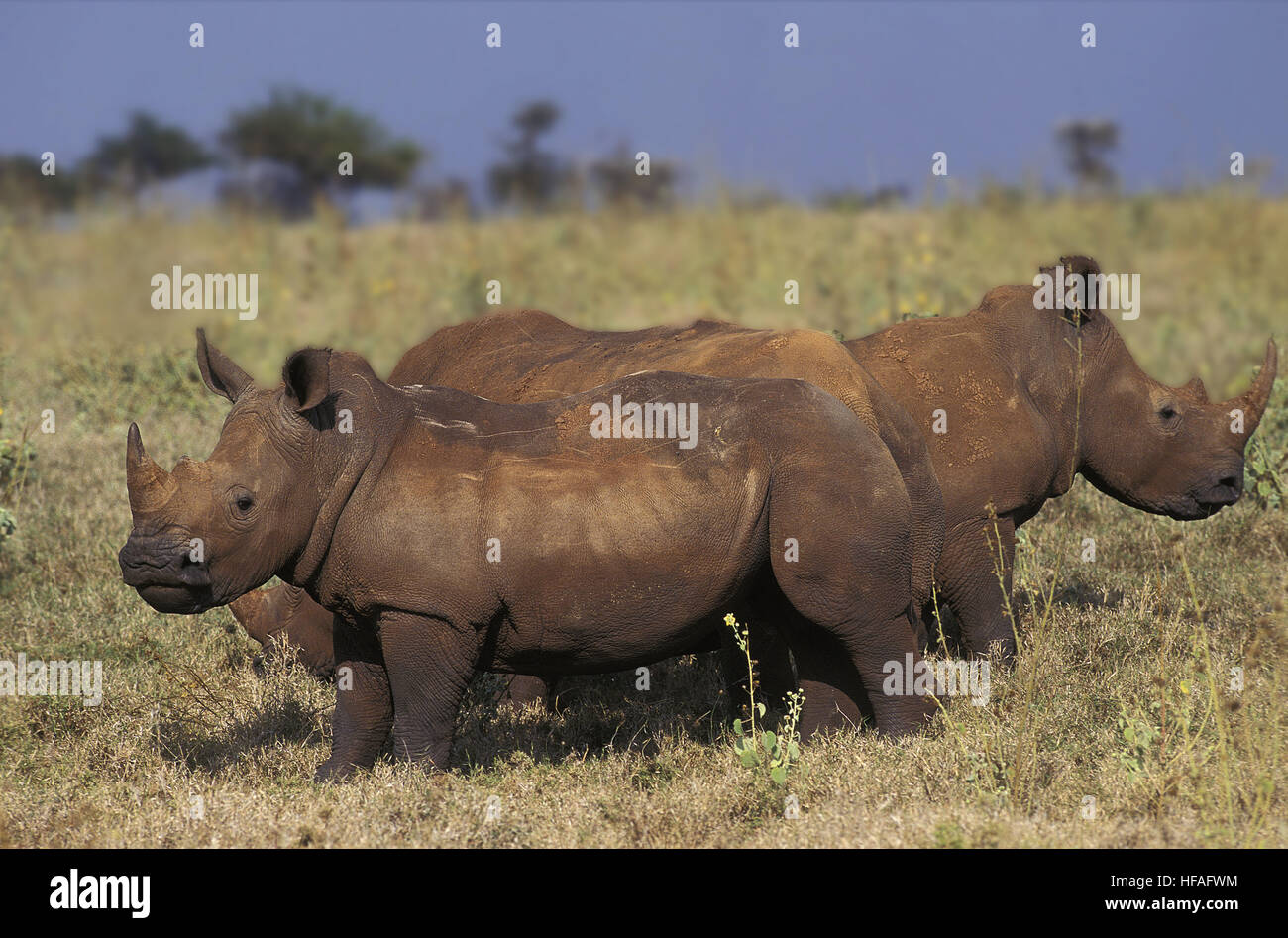 Rhinocéros blanc, Ceratotherium simum, mère et son petit, le parc de Nakuru au Kenya Banque D'Images
