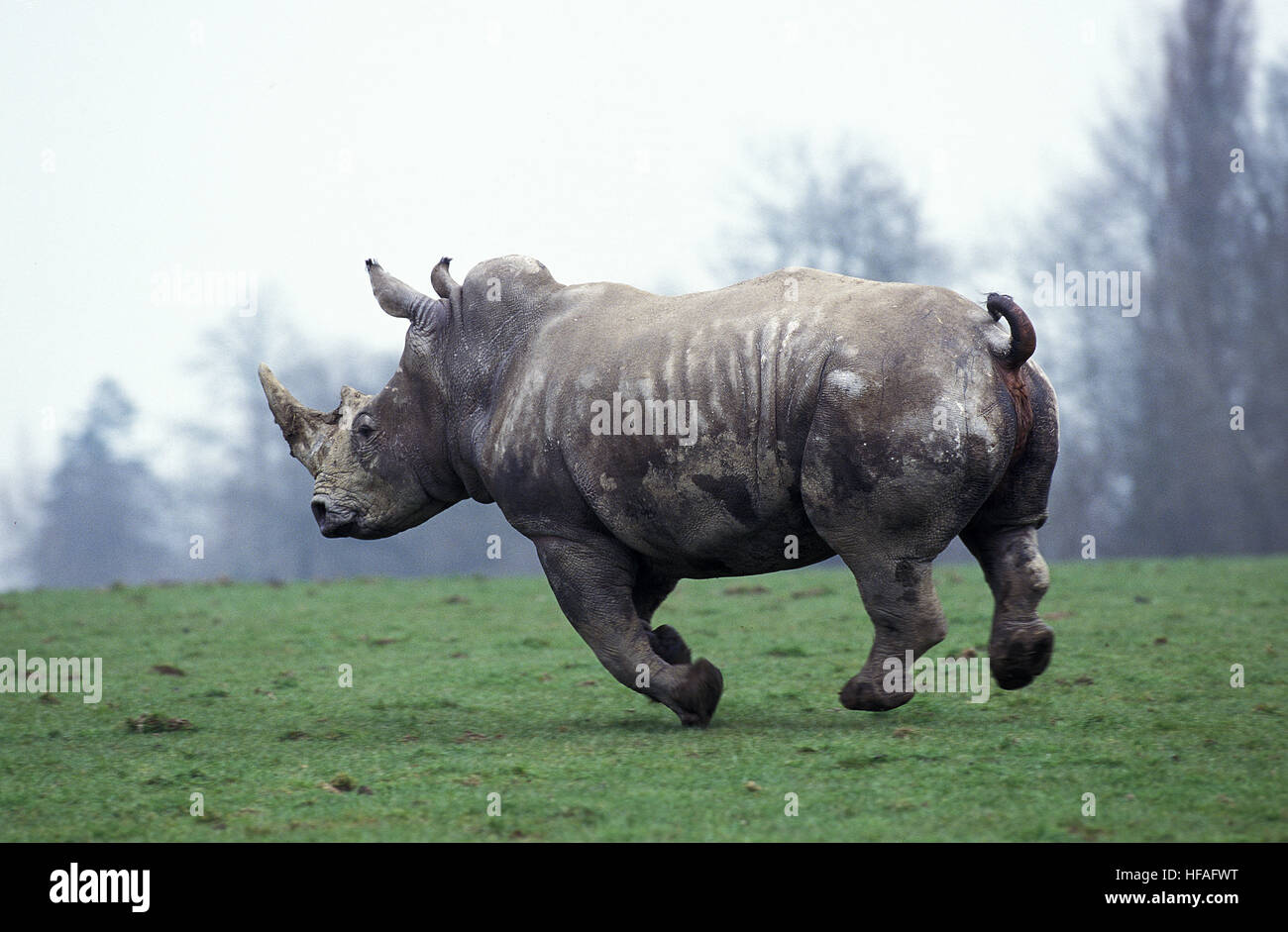 Rhinocéros blanc, Ceratotherium simum Banque D'Images