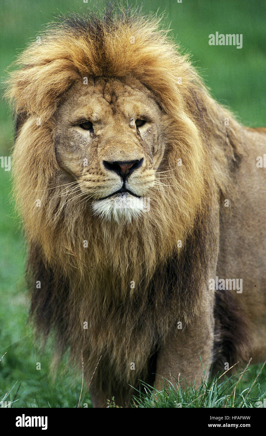 L'African Lion, Panthera leo, Portrait d'Homme Banque D'Images
