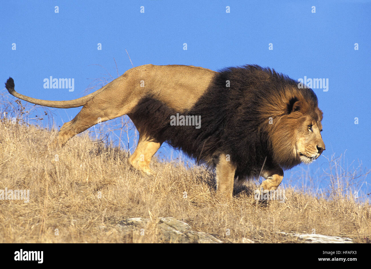 L'African Lion, Panthera leo, homme Banque D'Images