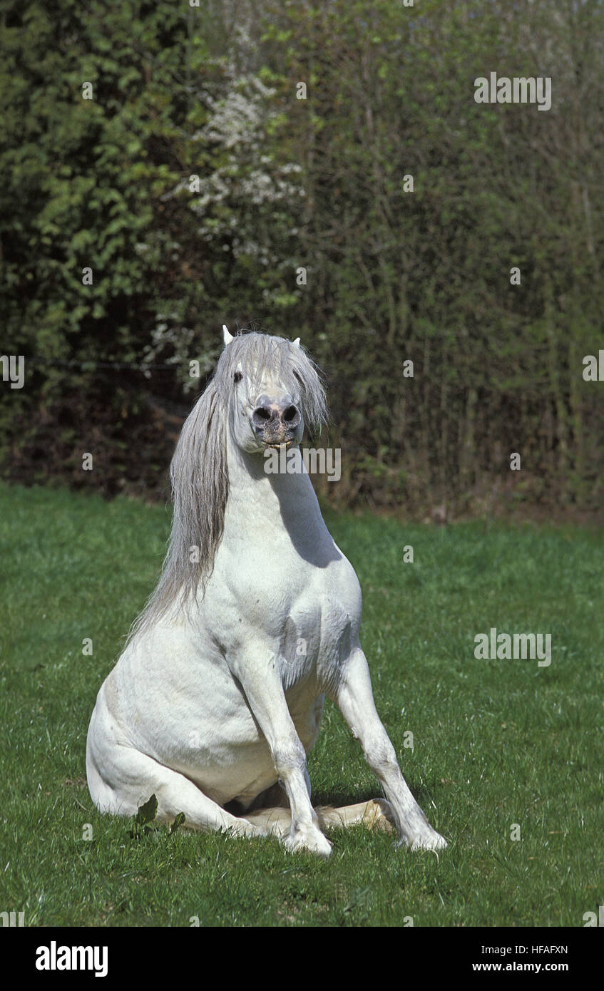 Cheval Camargue assis Banque D'Images