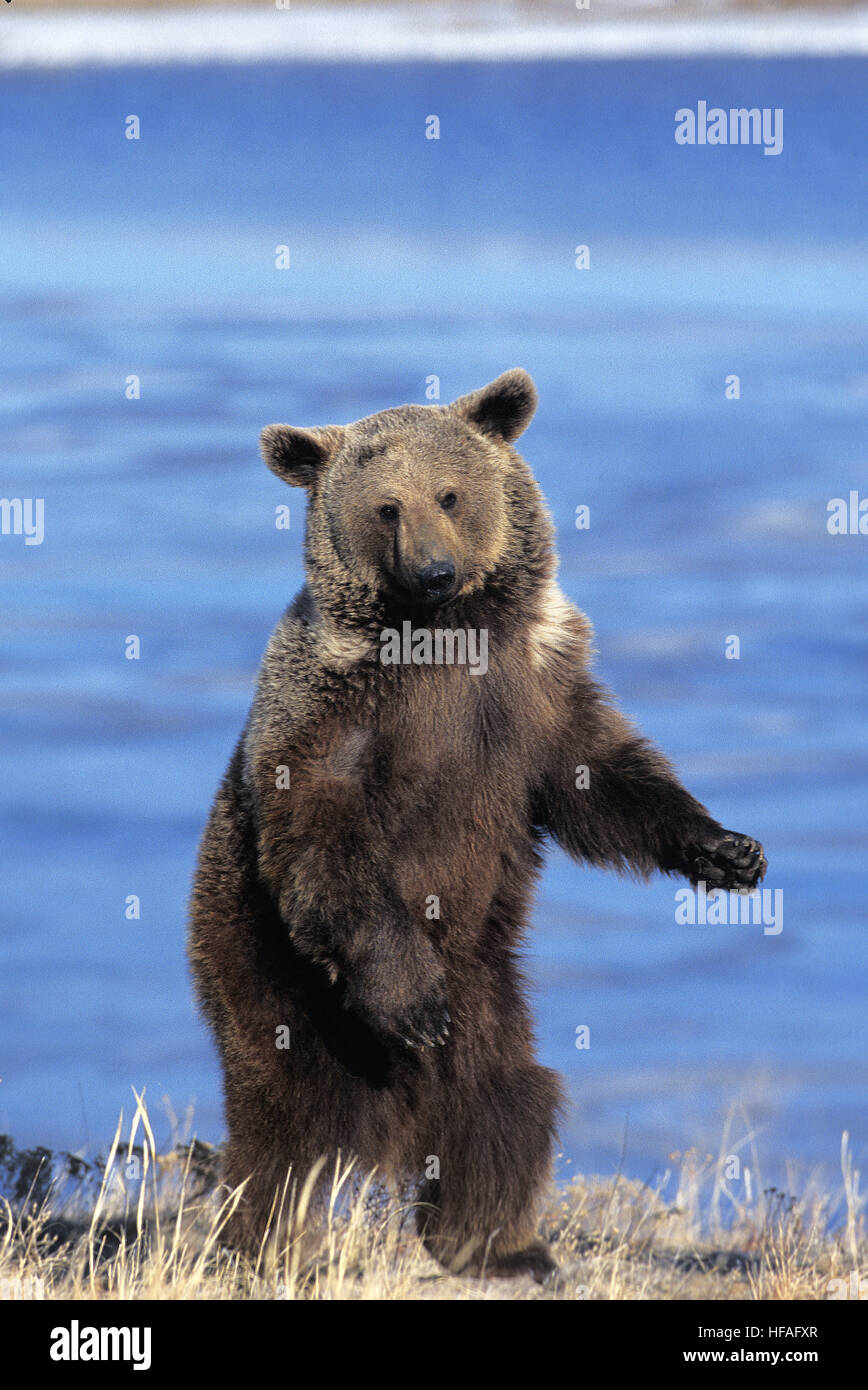 Ours brun, Ursus arctos horribilis, debout sur ses pattes, Alaska Banque D'Images