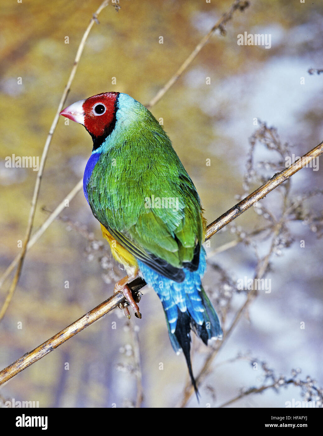 Gouldian Finch, chloebia gouldiae Banque D'Images