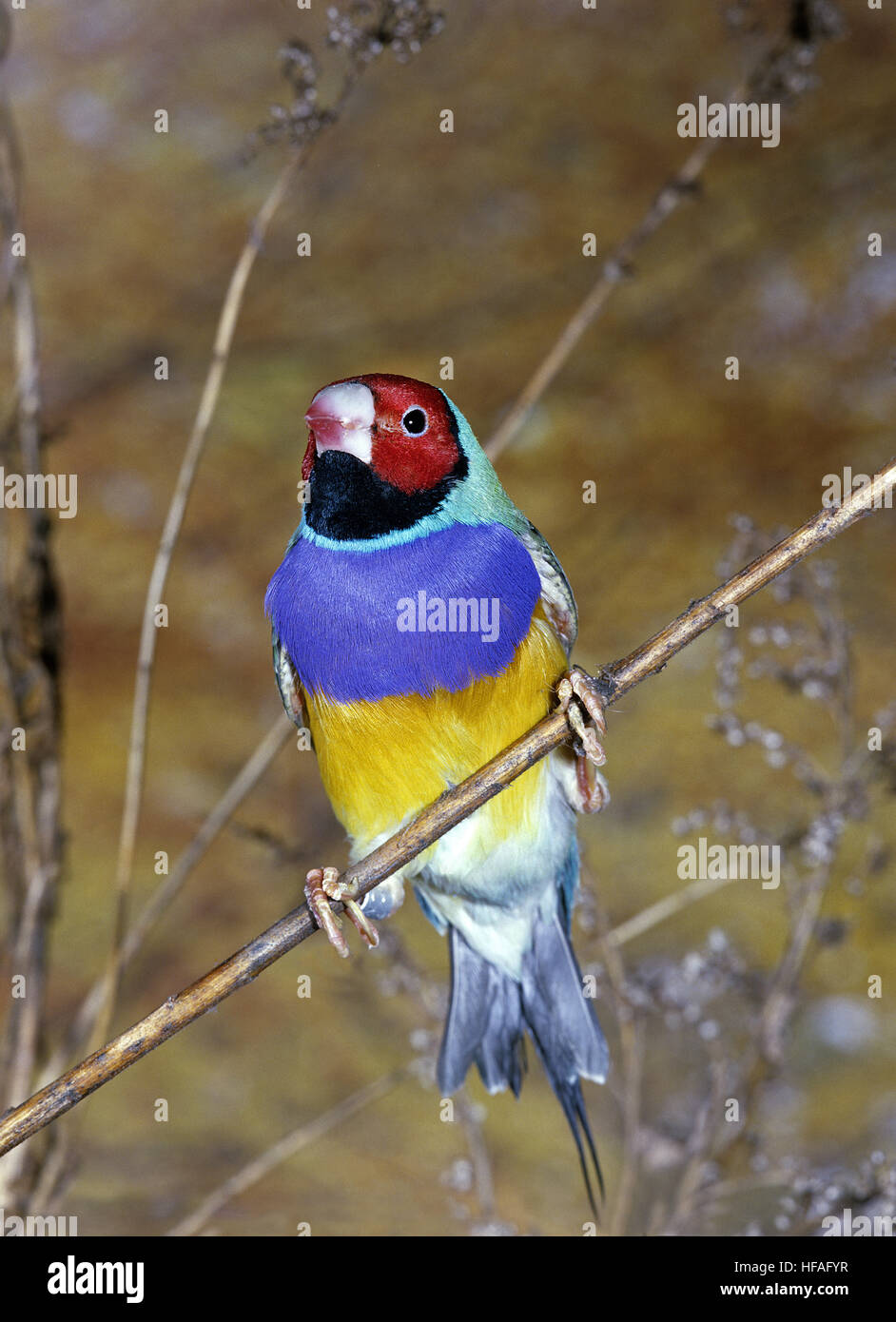 Gouldian Finch, chloebia gouldiae Banque D'Images