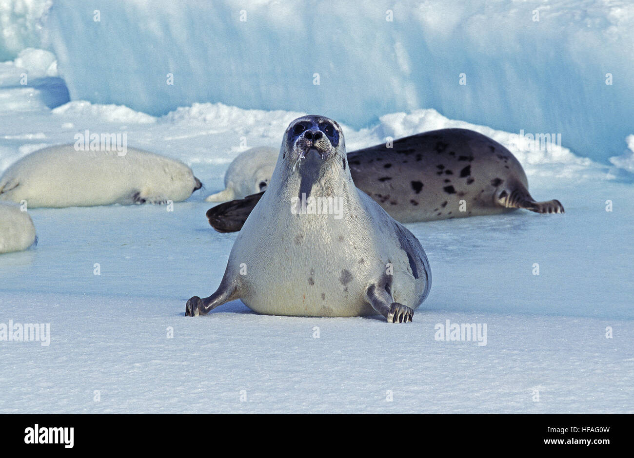 Le phoque du Groenland Pagophilus groenlandicus, Mère et pose de petits sur la banquise, l'île de Magdalena au Canada Banque D'Images