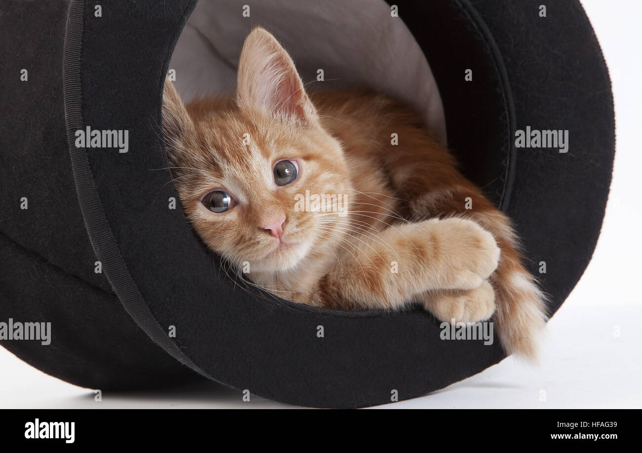 Red Tabby chat domestique, Kitten playing in Hat against White Background Banque D'Images