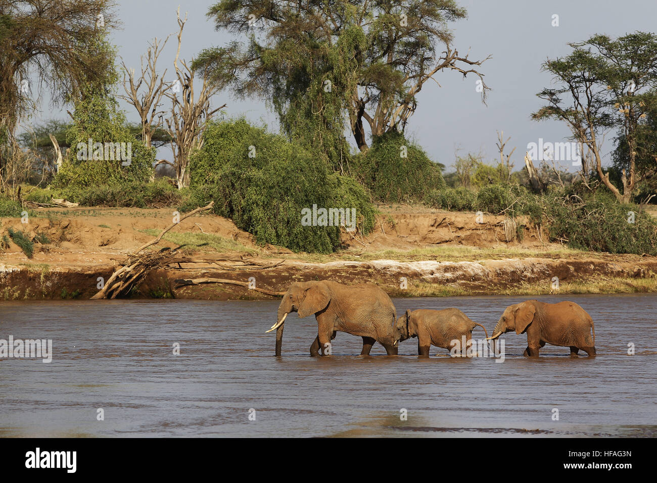 L'éléphant d'Afrique, Loxodonta africana, mère et les veaux, la rivière traversant le parc de Samburu au Kenya Banque D'Images