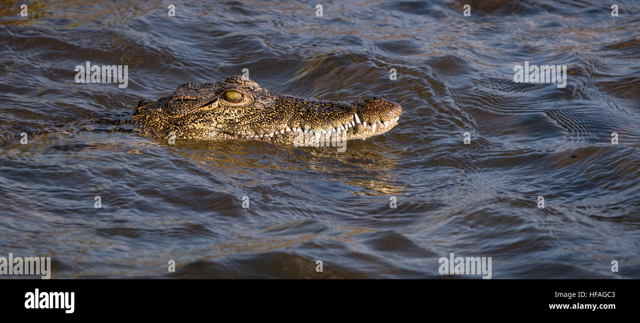 Nage dans l'Okavago Crocodile River, Botswana Banque D'Images
