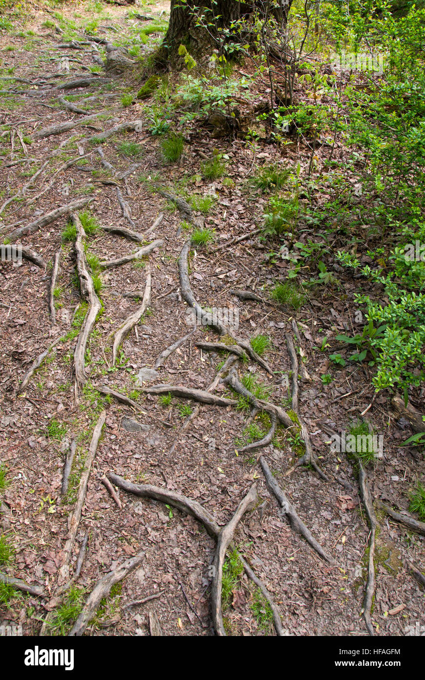 Les racines des arbres, peu profonde, montrant au-dessus du sol, les racines des plantes dans le jardin d'ombre sol sec problème système, racine de l'arborescence Banque D'Images