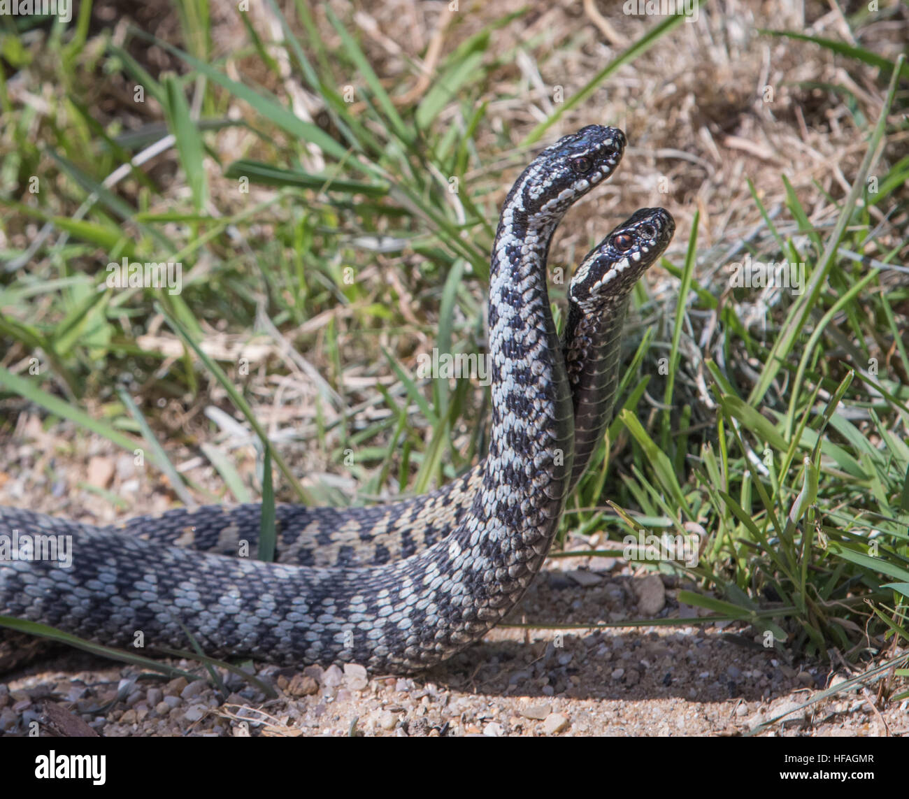 Vipères mâles Dancing / combattre. ( Vipera berus ) prise dans l'autre. 4K Banque D'Images