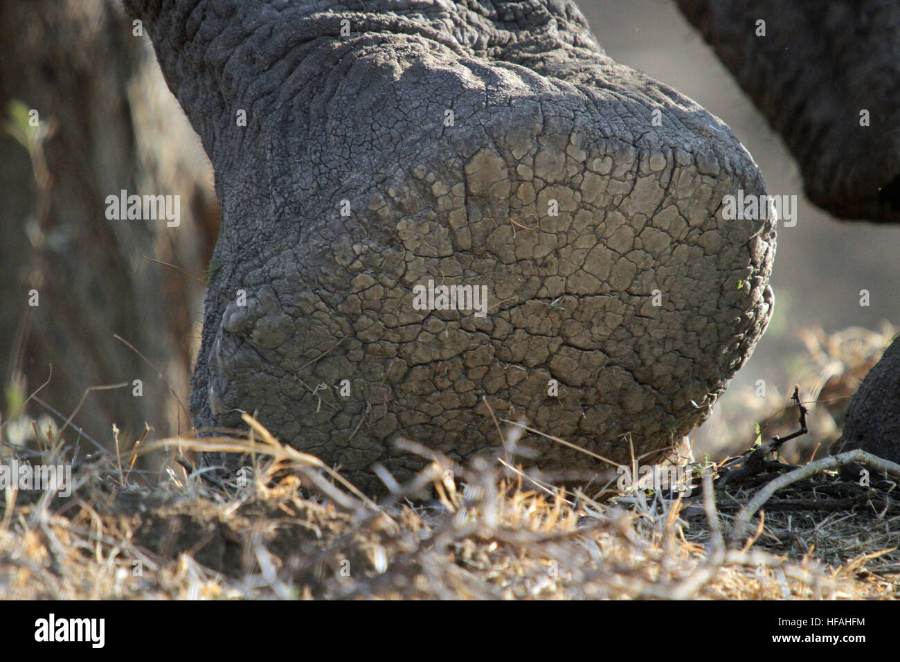 Close up d'un pied d'éléphants africains de prendre une autre étape Banque D'Images