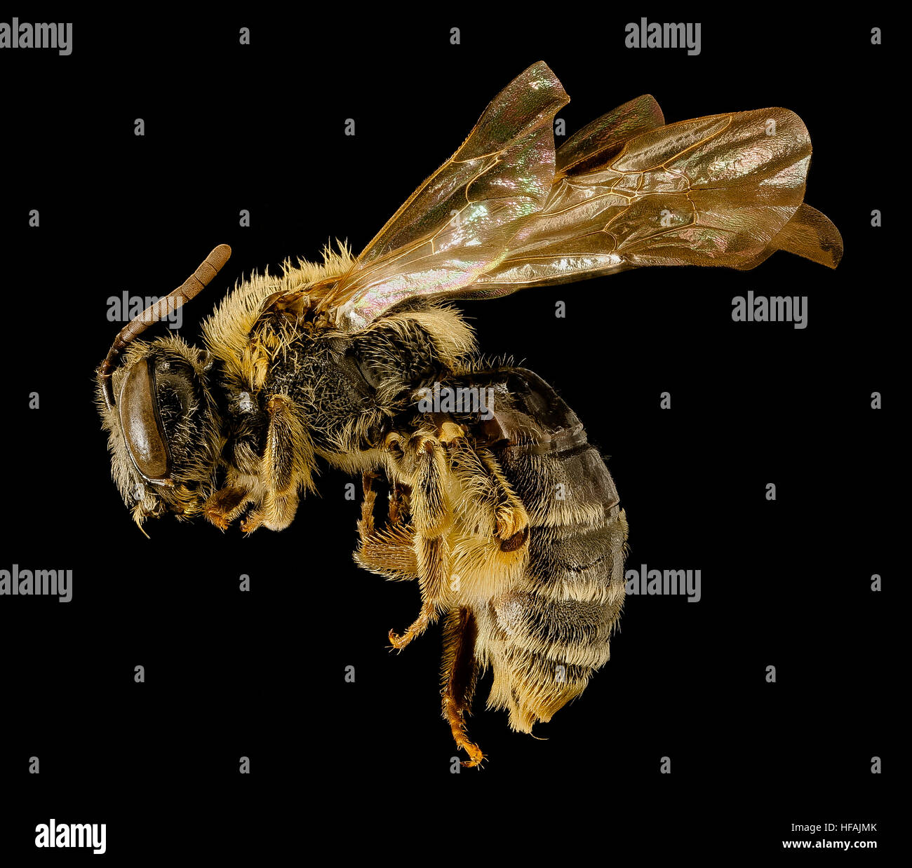 Cette image capture l'Andrena spiraeana (abeille mineure) dans le comté de Prince George, Maryland, soulignant son rôle de pollinisateur solitaire et l'importance des efforts de conservation des abeilles. Banque D'Images