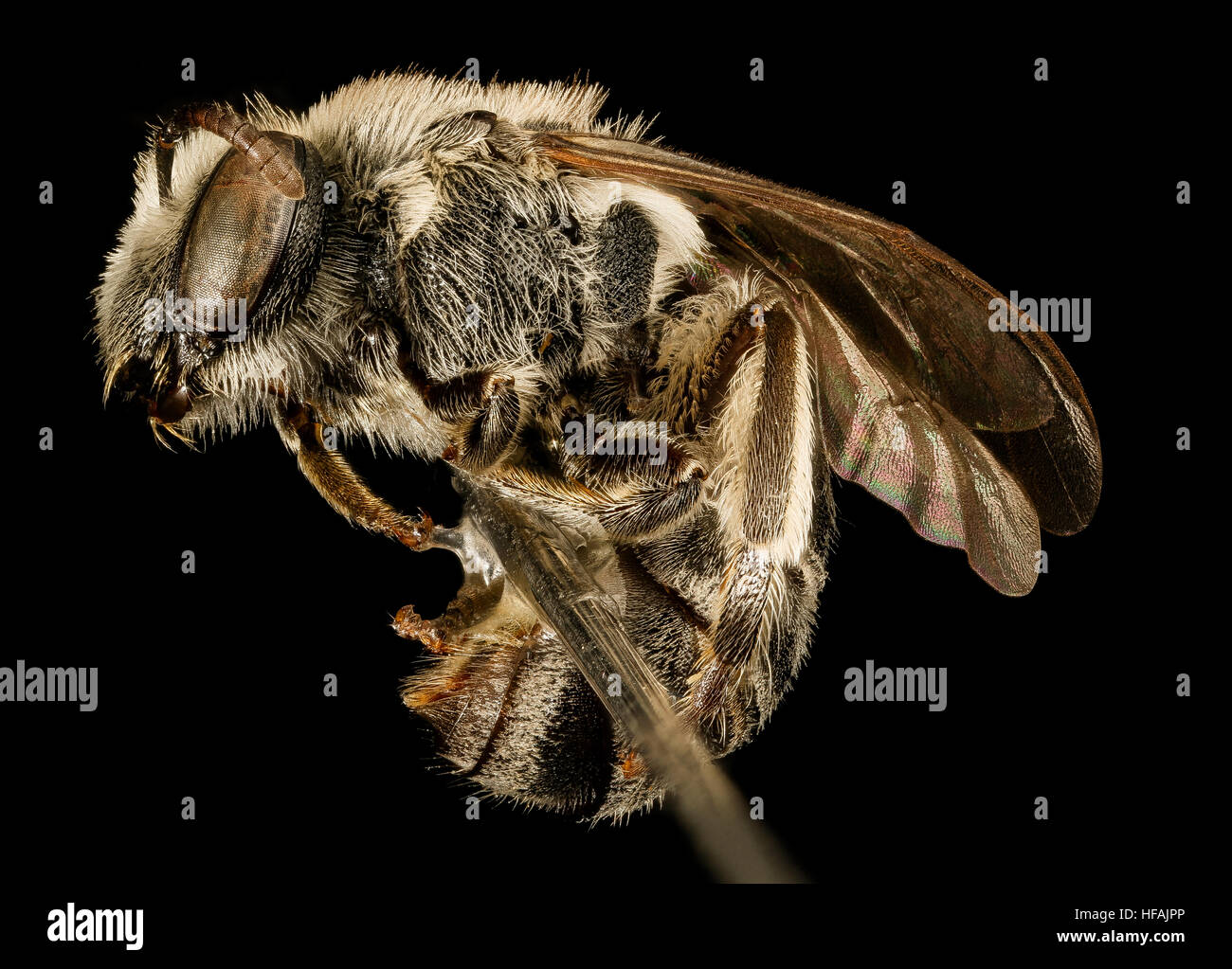 Colletes brevicornis, f, Côté, Pr. George's Co. Maryland-29-16 2016-03.09 Colletes brevicornis, f, Côté, Pr George's Co Maryland 2016-03-29-1609 26972092683 o Banque D'Images