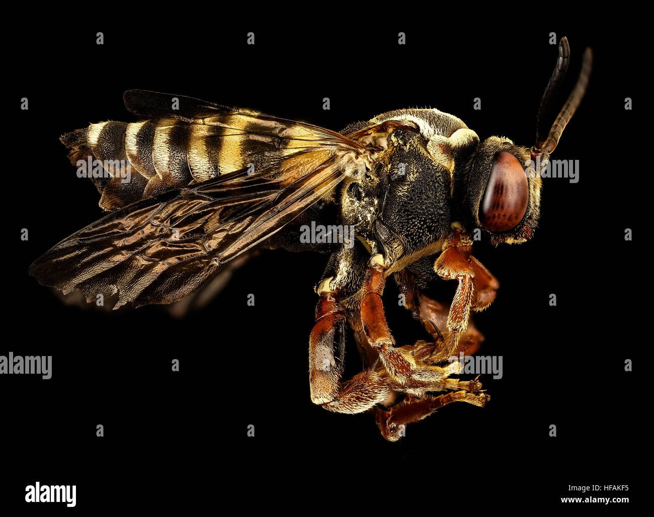 Triepeolus distinctus est une espèce d'abeille trouvée dans le comté d'Anne Arundel, Maryland. Cette abeille mâle fait partie de la famille des Apidae et est souvent observée dans les habitats sablonneux comme les bacs à sable. Il joue un rôle dans la pollinisation dans ces régions. Banque D'Images