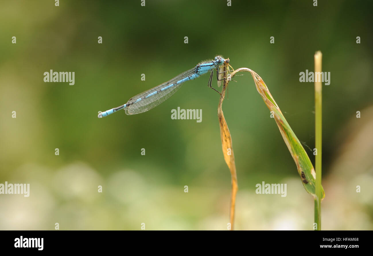 Un homme politique Bluetail Ischnura elegans (Demoiselle) mange un insecte volant qu'il a pris. Merton, l'Oxfordshire. UK Banque D'Images