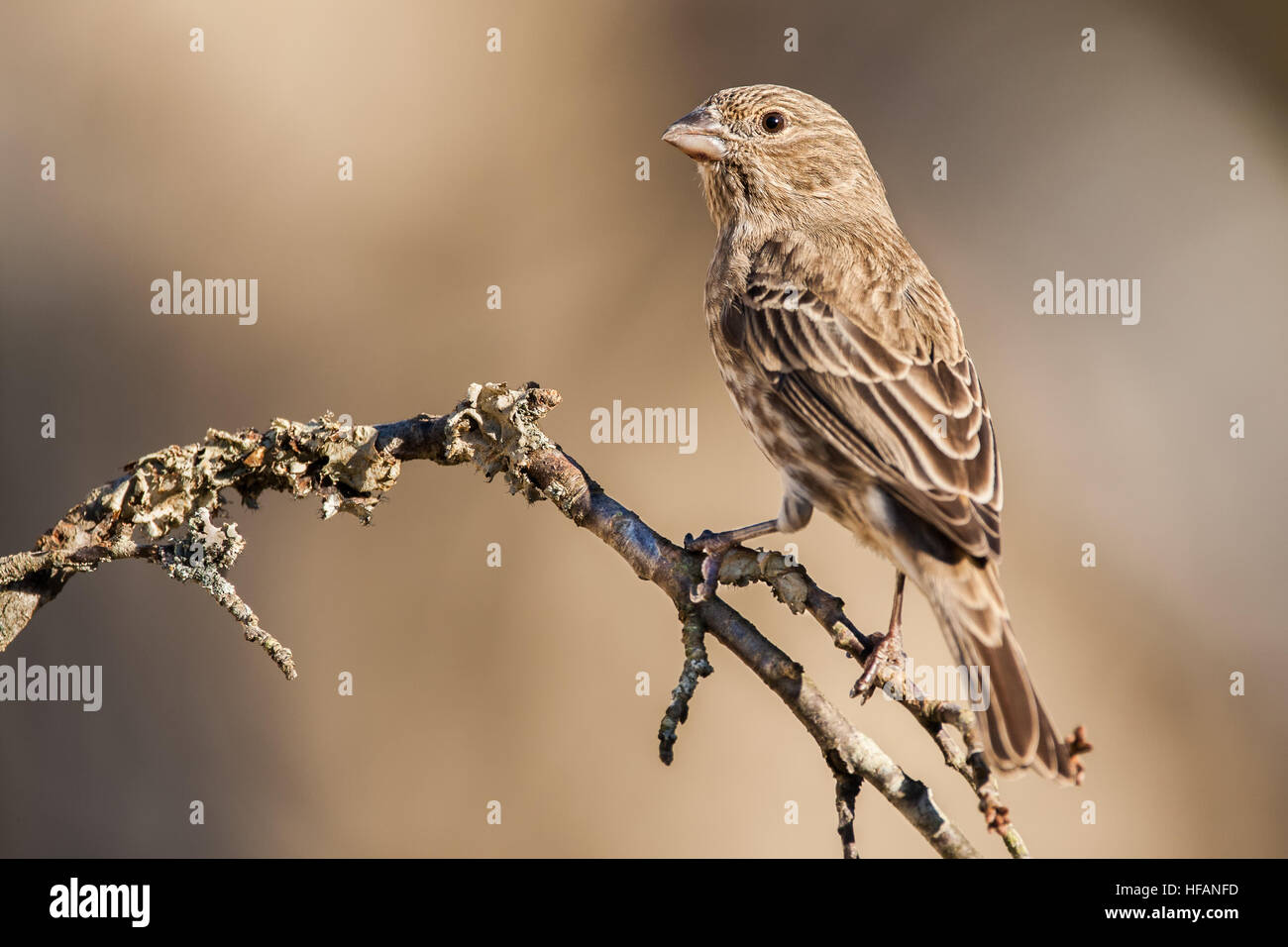 Un roselin familier perché sur une branche. Banque D'Images