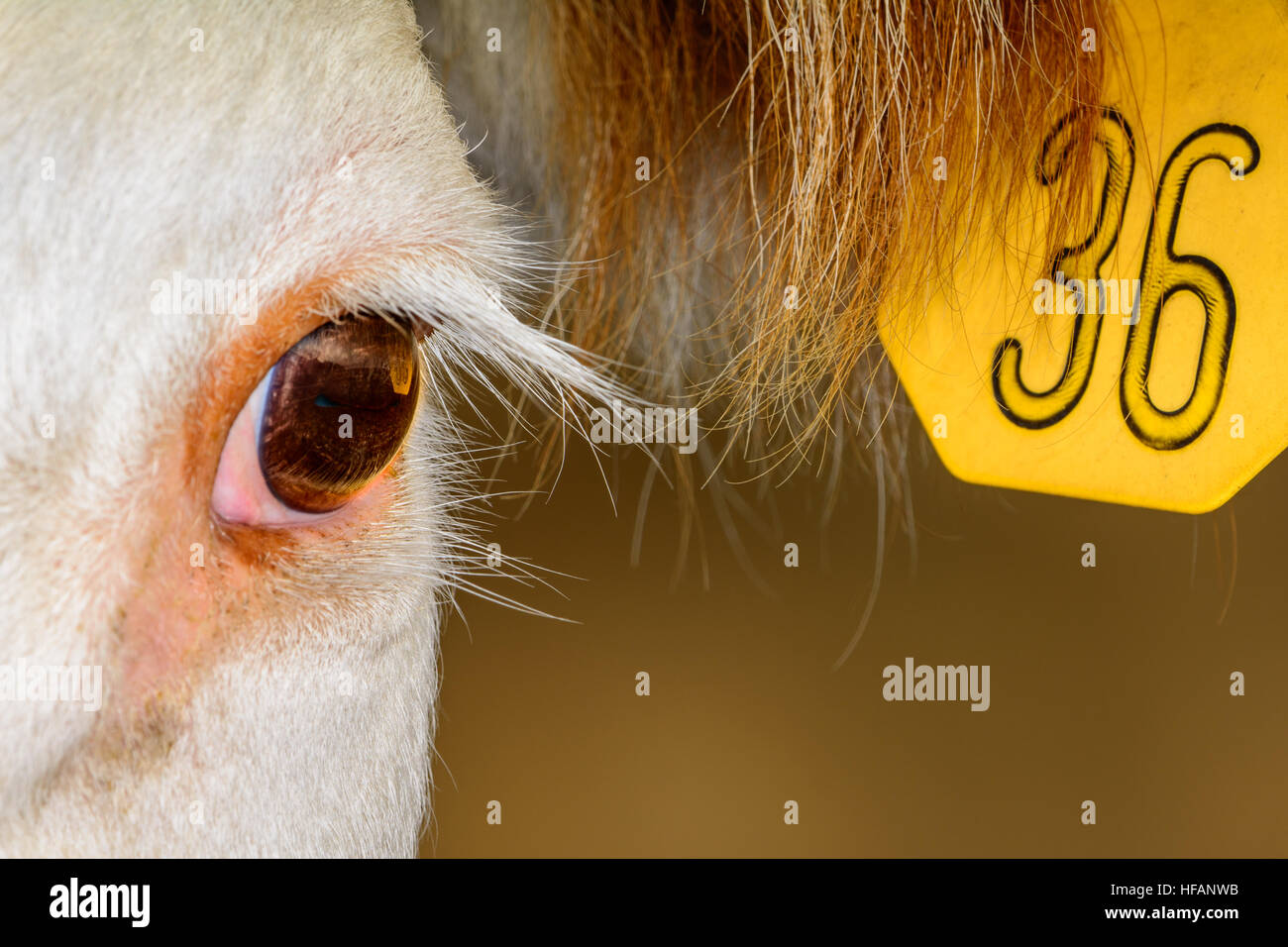Close up of Hereford avec étiquettes d'oreille de vache jaune. Reflet dans l'oeil de la vache. Banque D'Images
