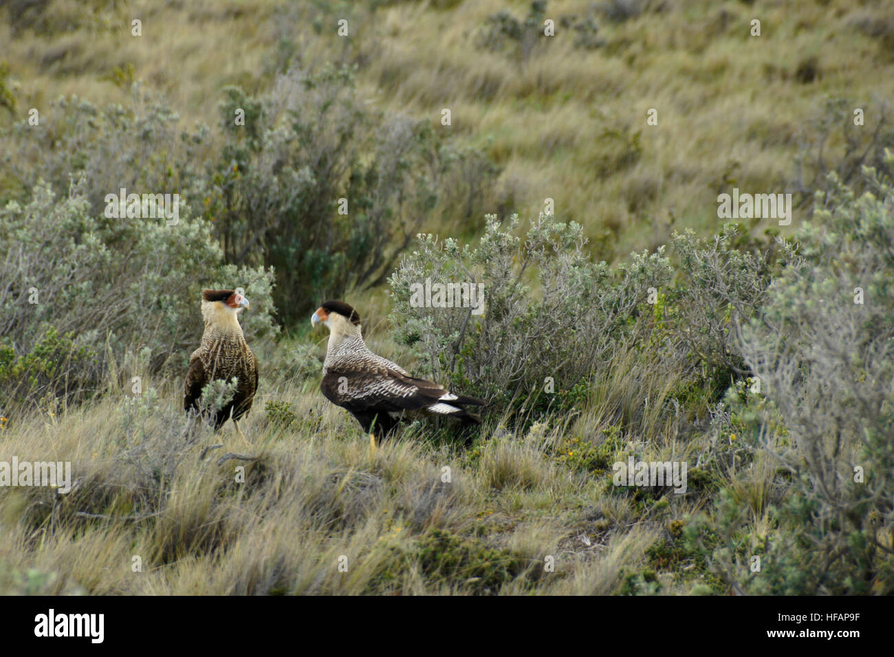 Le sud de la Patagonie, caracaras à crête, Chili Banque D'Images