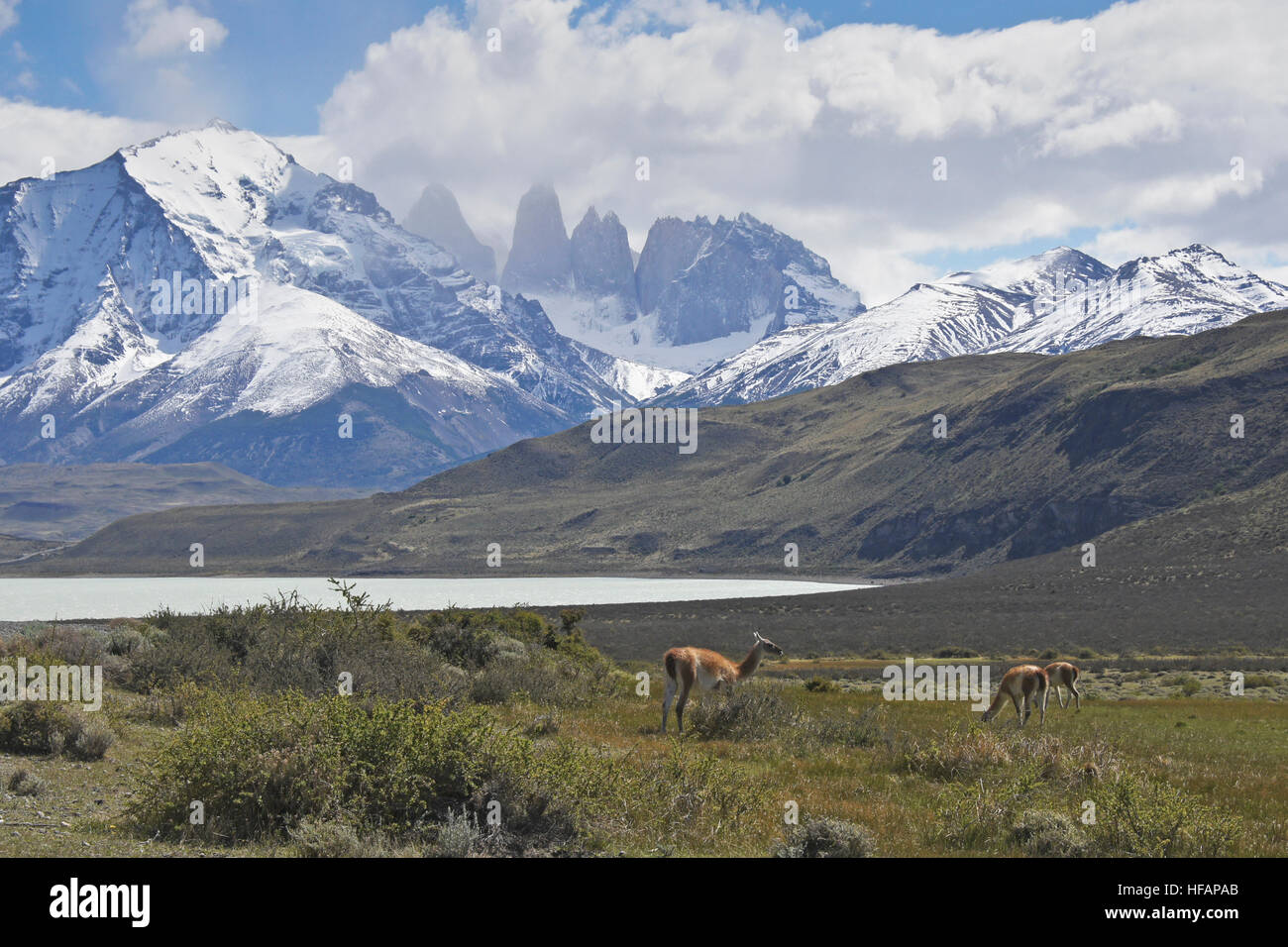 Guanacos paissent près de Laguna Amarga et le massif du Paine, Parc National Torres del Paine, Patagonie, Chili Banque D'Images