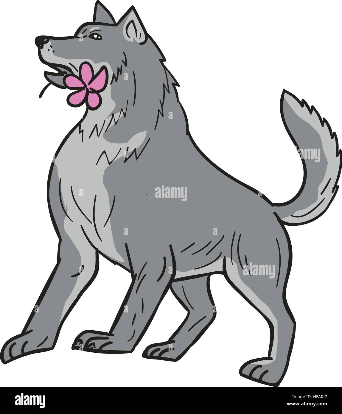 Style croquis dessin illustration d'un timber wolf biting tenant un plumeria flower en bouche à la recherche sur le côté situé sur fond blanc isolé. Illustration de Vecteur