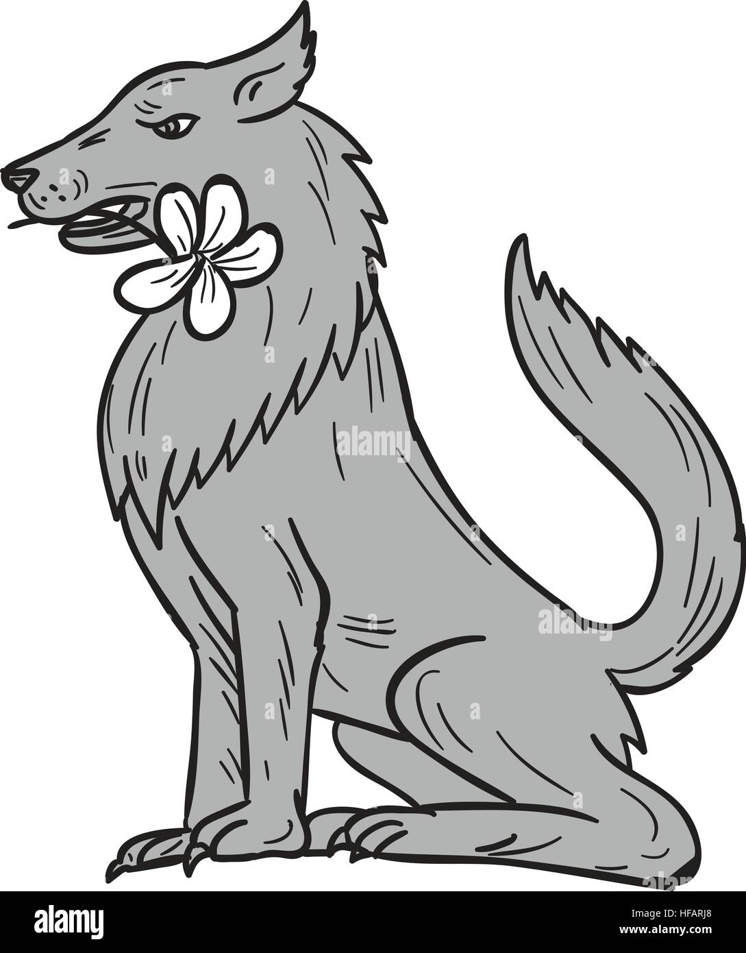 Style croquis dessin illustration d'un loup assis tenant un mordant plumeria flower dans la bouche vu du côté situé sur zone blanche isolée Illustration de Vecteur