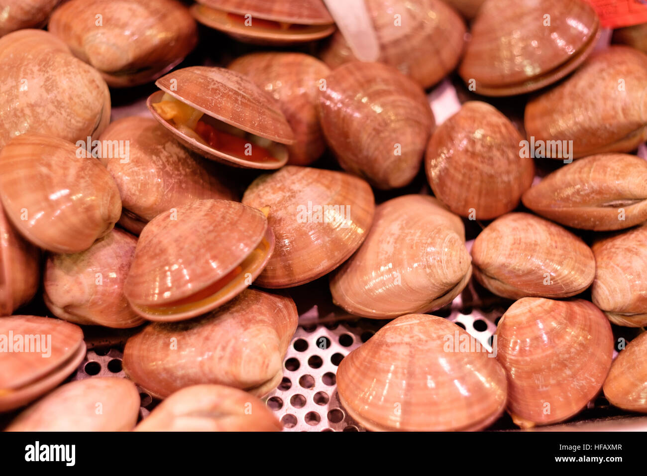 Les coques des fruits de mer palourdes clam limpet balane close up Banque D'Images