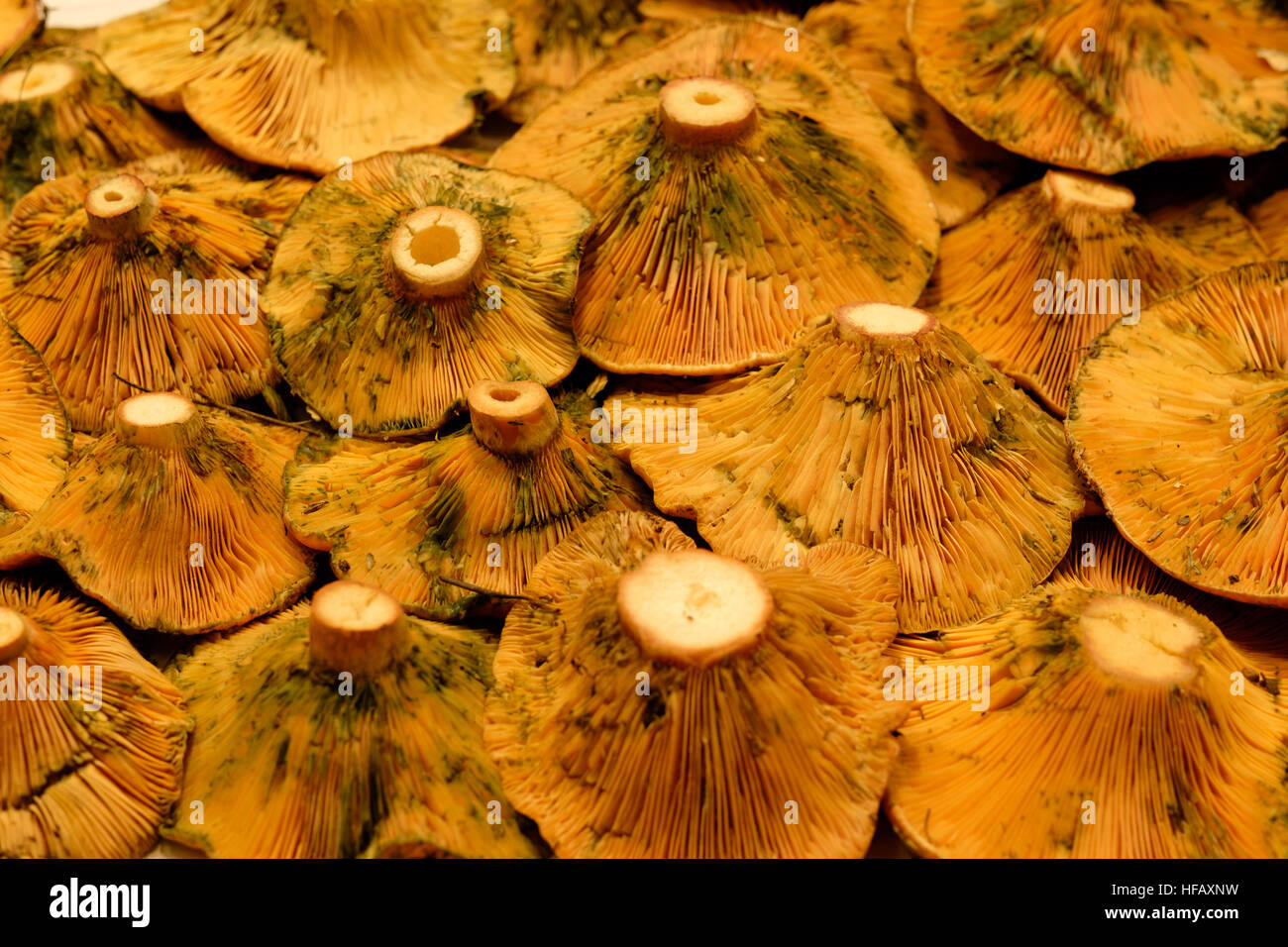 Wild mushrooms champignons Champignon Moisissure verte orange Banque D'Images