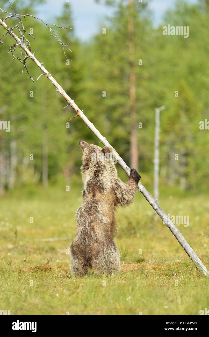 Tenir debout et tenant d'un arbre. La pendaison de l'ours sur un arbre. Banque D'Images