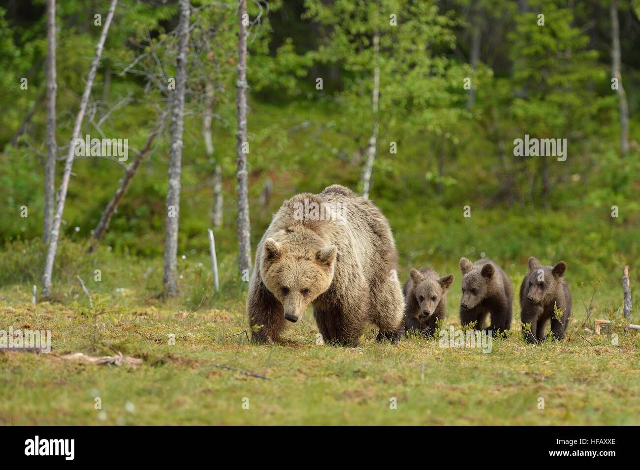 La marche de l'ours brun avec des petits à l'été Banque D'Images