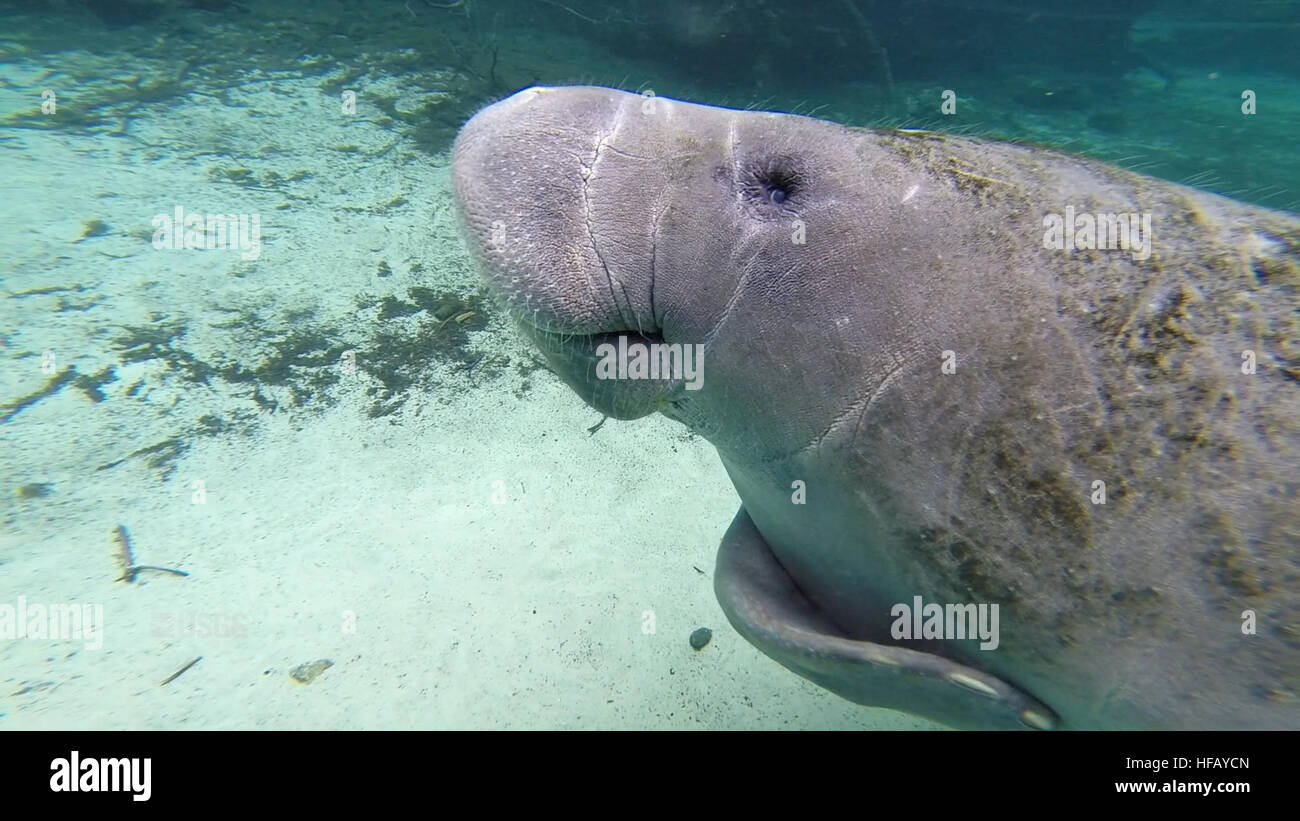 Bonjour, Hello there, Manatee Manatee Banque D'Images