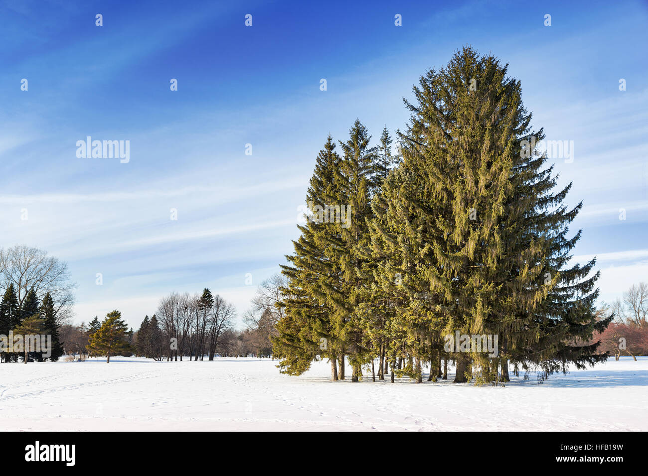 Parc couvert de neige à Montréal, avec bosquet de sapins. Banque D'Images