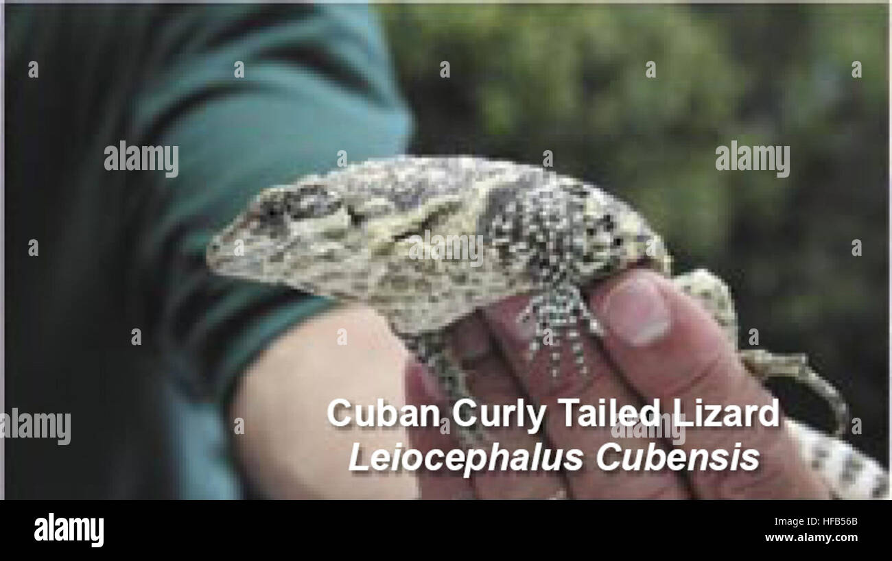Leiocephalus cubensis, communément appelé lézard cubain à queue frisée, est une espèce originaire de Cuba, souvent trouvée dans les milieux urbains et naturels et reconnue pour sa queue frisée distinctive. Banque D'Images