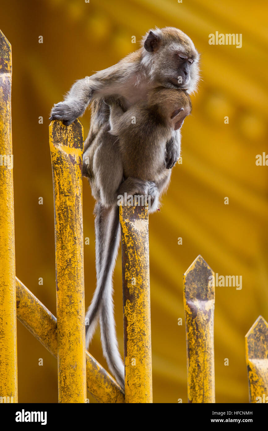 Une longue queue Macaque monkey femmes incombe à son bébé à Batu Caves temple hindou à Kuala Lumpur, Malaisie Banque D'Images
