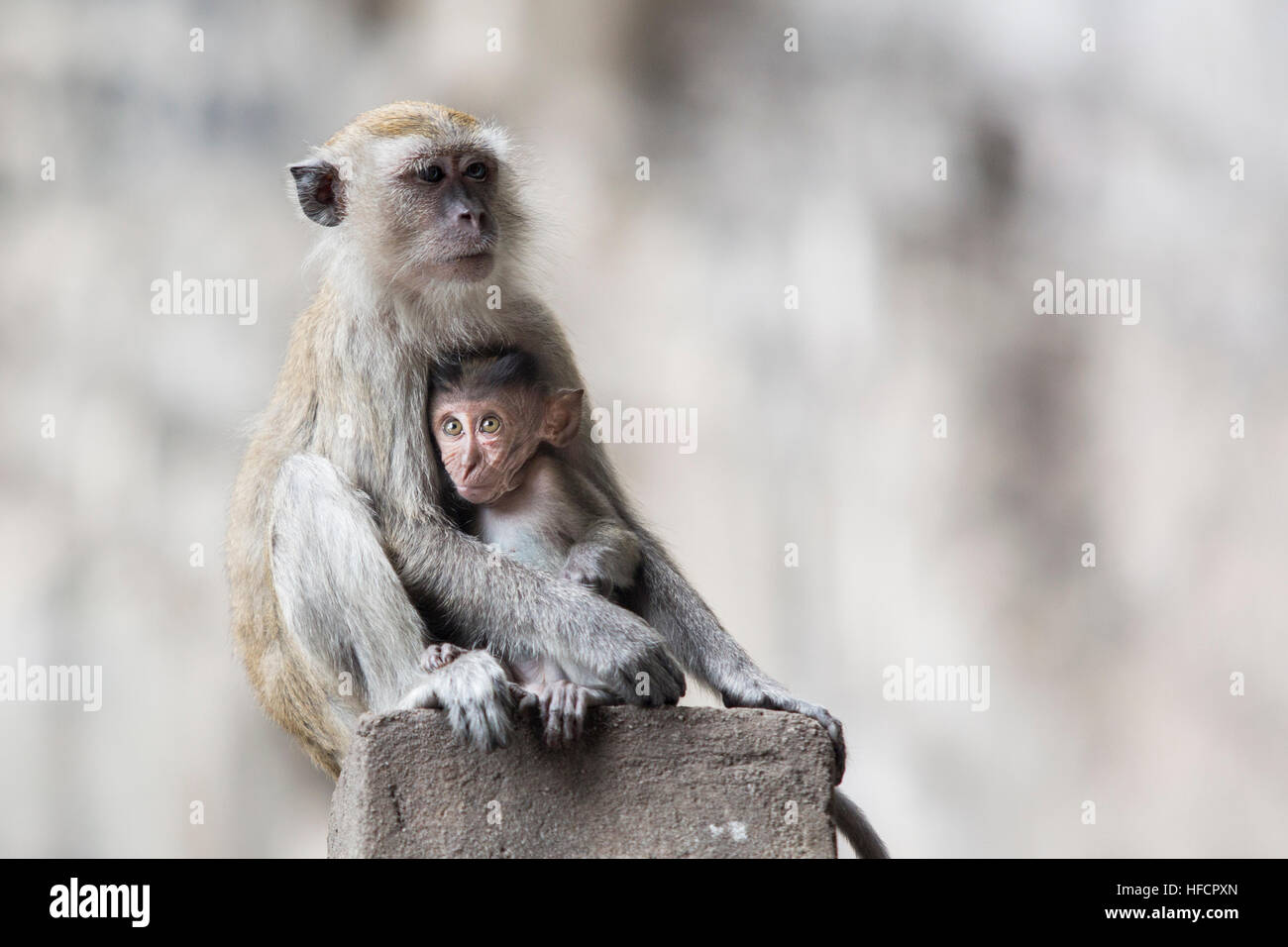 Une femelle macaque repose tout en alimentant son bébé à Batu Caves temple hindou à Kuala Lumpur, Malaisie Banque D'Images